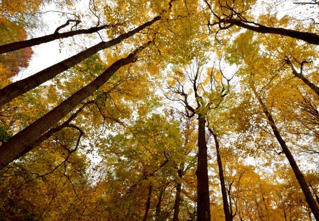 Indianapolis Park and Boulevard System (Kessler System)