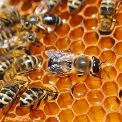 Central Indiana Beekeepers Assoc. Meeting