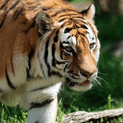 Sensory Friendly Hours at the Indianapolis Zoo