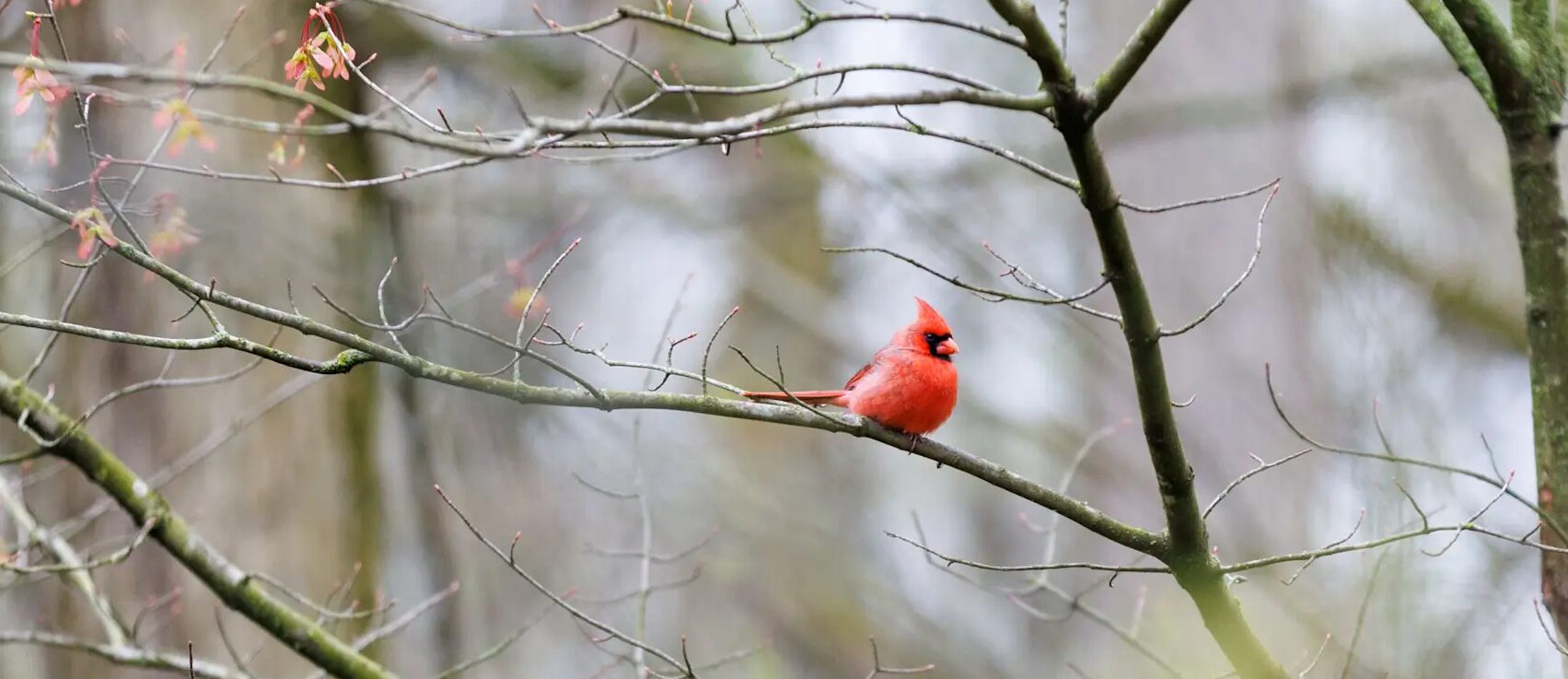 View of a lone red cardinal bird sitting on a tree branch.