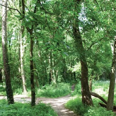 Wellness Walk in the Park