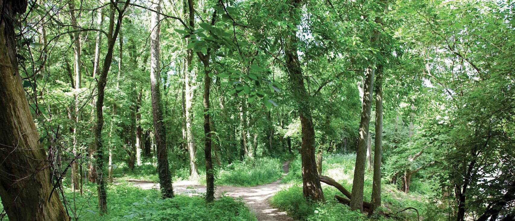 View of two woodland trails converging in a forest.