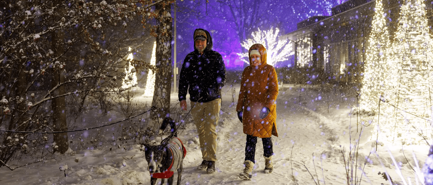 dog in the snow walking