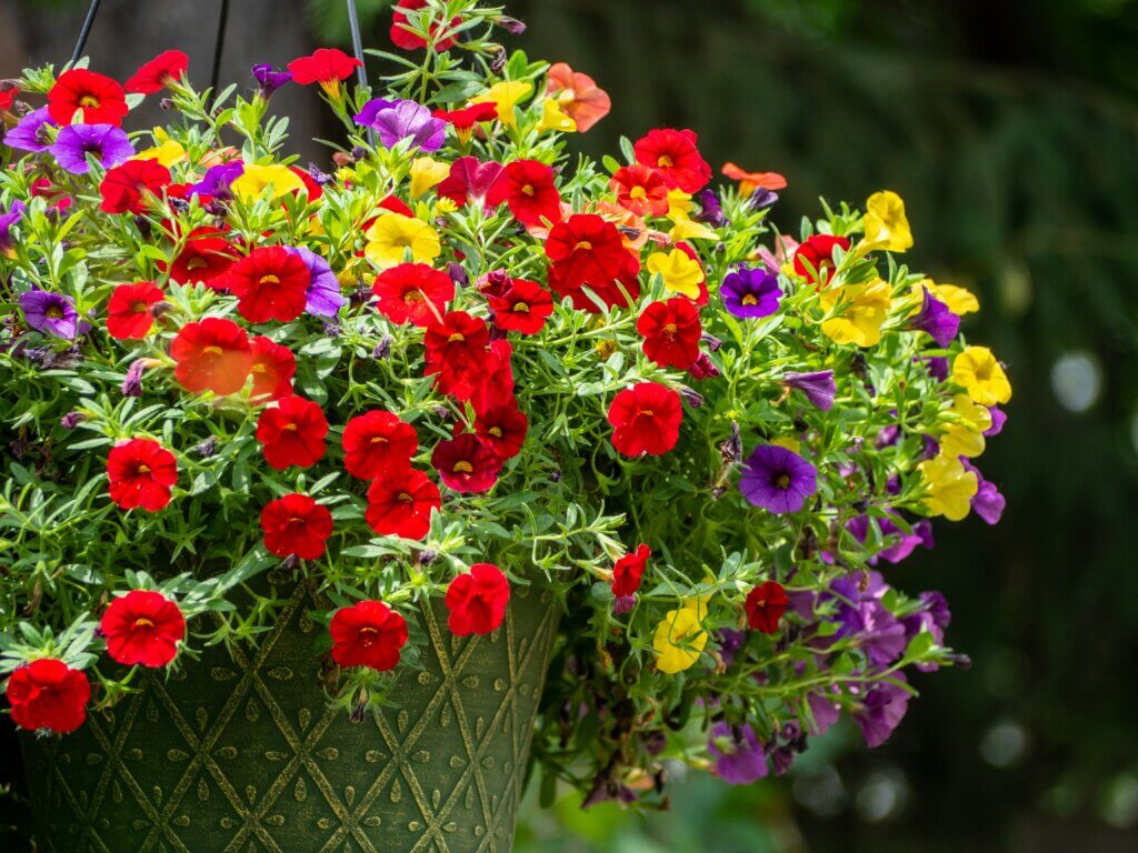 brightly colored flowers in a hanging basket