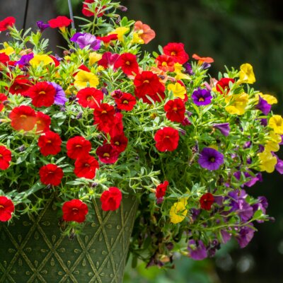 Mother's Day Plant Sale