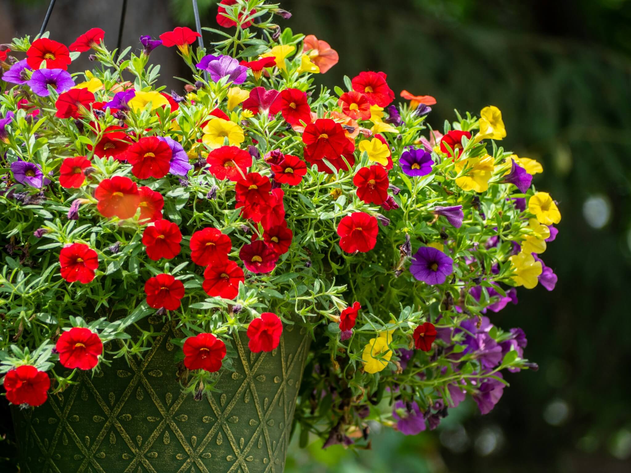 brightly colored flowers in a hanging basket