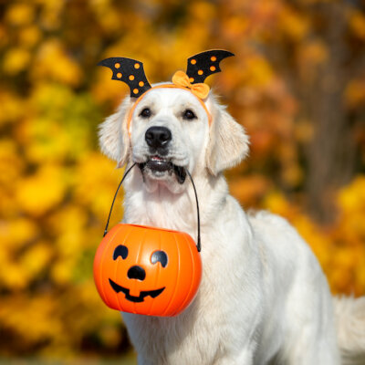 Special Event | Howl-o-ween Dog Egg Hunt | Broad Rip