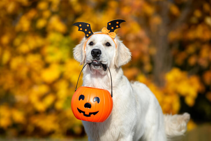 Golden Retreiver with batwinged headband holding pumpkin halloween basket