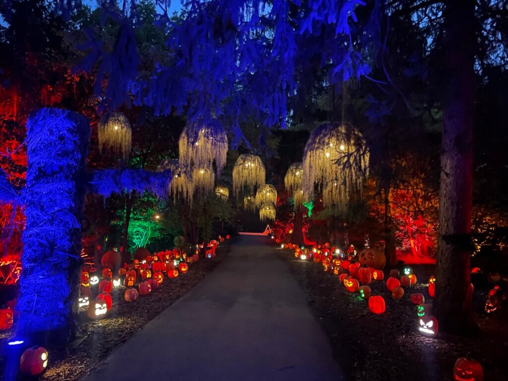 Jackal lanterns and lights