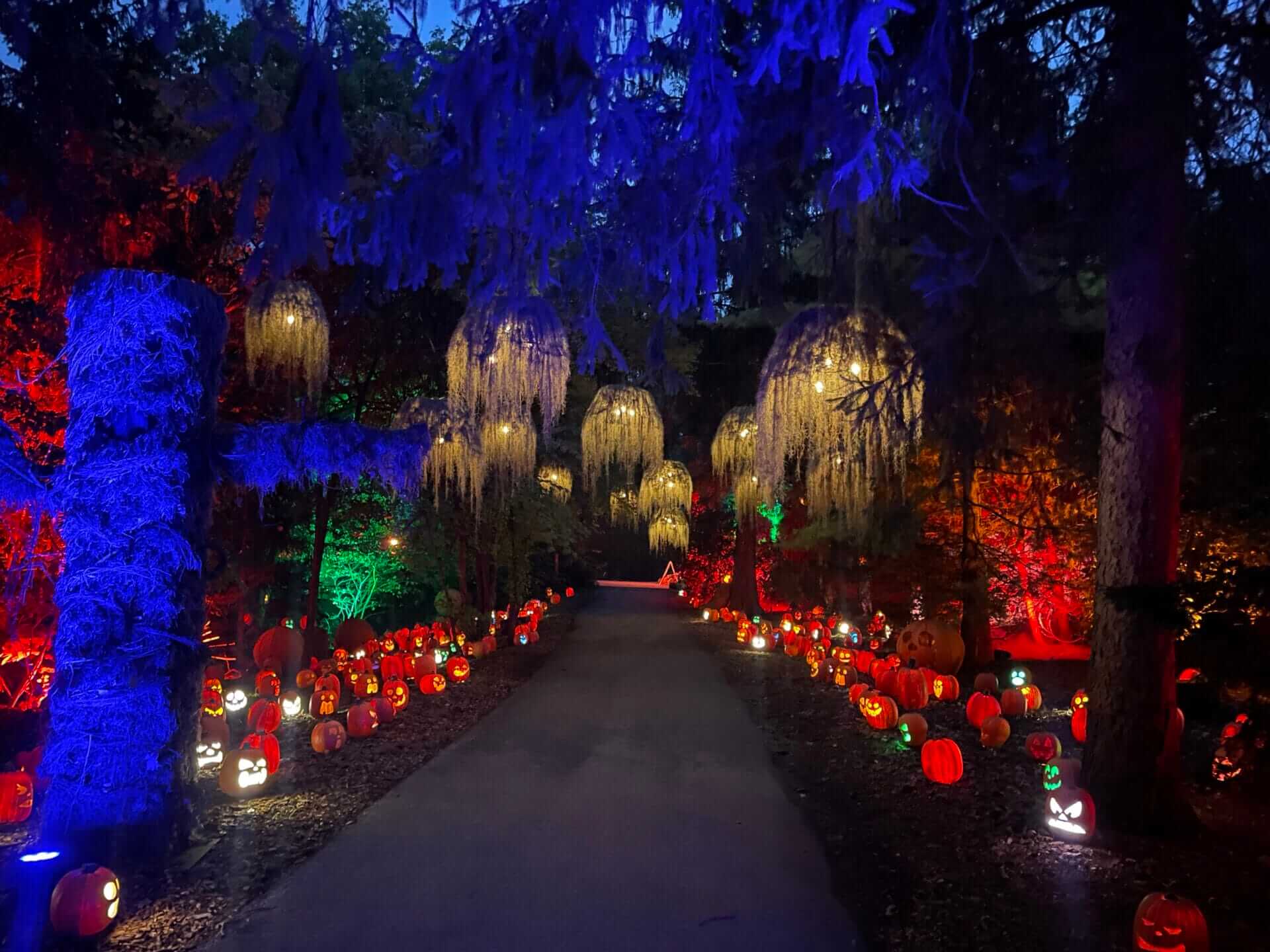Jackal lanterns and lights